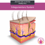 Integumentary System